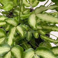 Image result for Pteris burtonii