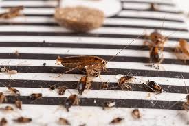 get rid of small roaches in your house
