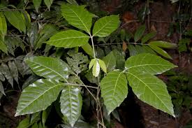 Image result for Allophylus