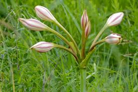 Image result for Crinum jasonii