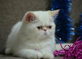 Bay Levo Kedi