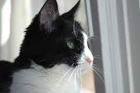 smokin kedi surati smokin kedi kedi smoki n