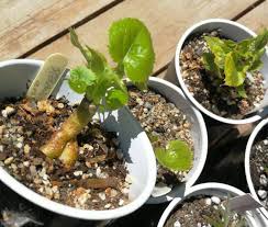 Image result for Steganotaenia