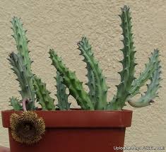 Image result for Huernia hystrix