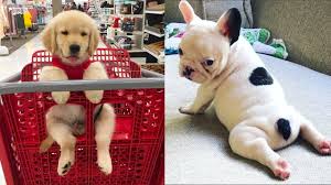 Check spelling or type a new query. Baby Dogs Cute And Funny Dog Videos Compilation 13 Aww Animals Youtube
