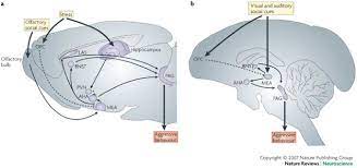 Neural Mechanisms Of Aggression Nature Reviews Neuroscience