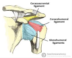 Muscles allow us to move by pulling on bones. Subacromial Impingement Syndrome Diagnosis Management Teachmesurgery