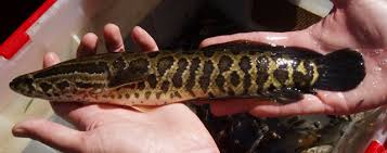 This aggressive fish is native to china, southern. Snakehead Family Channidae Public Works And Environmental Services
