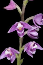 Image result for Polystachya valentina