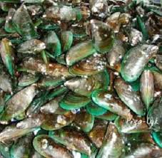 Kupang adalah hewan laut sejenis kerang atau tiram. Jual Kerang Kupang Di Lapak Pasar Induk Nusantara Bukalapak