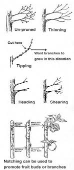 It will help with fruityields, reduce transplant shock, increase air flow, disease reduction,and keeping the over. Pop Pruning Guide Fruit Trees Philadelphia Orchard Project