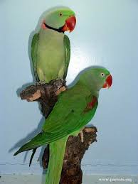 Alexandrian Parakeet Parrot Pictures Parrot Pet Animals Beautiful Alexandrine Parrot