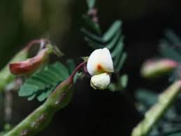 Image result for Aeschynomene sp. E