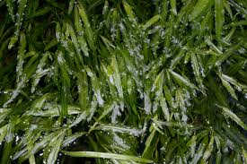 Image result for Potamogeton schweinfurthii