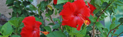 To purchase, you can contact your local garden. Overwintering Your Hibiscus Melinda Myers