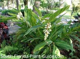 Shade high short plant with succulent leaves and insignificant pink. Variegated Ginger Ginger Flower Landscaping Around Trees Shade Shrubs