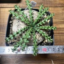 Image result for Euphorbia fanshawei