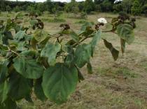 Image result for Cordia africana