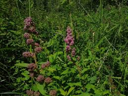 Image result for Spiraea douglasii
