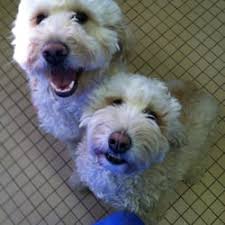 We are extremely proud of our pet adoption history. Pets In Hackettstown Yelp