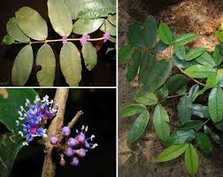 Image result for Memecylon sp. D