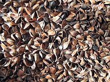 Know the meaning of english in nepali. Buckwheat Wikipedia