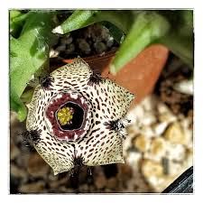 Image result for Orbea paradoxa