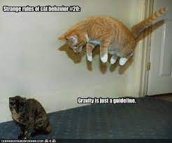 Maybe you would like to learn more about one of these? Classic Lolcat Funny Dog Captions Funny Cats And Dogs Cute Cat Memes