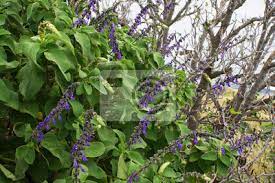 Salvia (salvia divinorum) a hallucinogenic herb also known as sage of the diviners, seer's sage, ska maría pastora, yerba de la pastora, simply salvia, diviner's sage, mystic sage and magic mint endemic to southern mexico and parts of central and south america. Azteken Salbei Salvia Divinorum Fototapete Fototapeten Heilpflanze Madeira Salbei Myloview De
