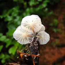 Image result for Marasmius opacus