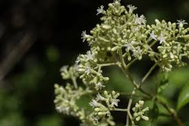 Image result for Melhania acuminata