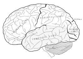 Maybe you would like to learn more about one of these? Https Www Childrenshospital Org Media Research And Innovation Research Labs Laboratories Of Cognitive Neuroscience Braincoloringsheet Ashx La En