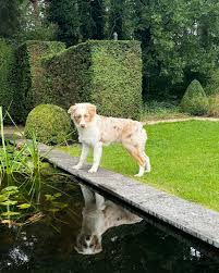 Aussies Of Sakari's Legacy...