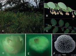Image result for Phyllanthus polyspermus
