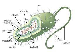 Prokaryotic Cell Structure Reproduction And Dna Transfer Sciencetopia