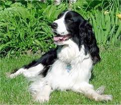 If you have never had a german shorthaired pointer mix before, look at the top 8 most popular crossbreeds listed, and see which one might fit for you and your family. English Springer Spaniel Dog Breed Information And Pictures