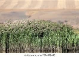 Image result for Phragmites mauritianus