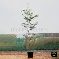 Image result for Terminalia mollis