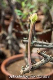 Image result for Sesamothamnus lugardii