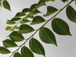 Image result for Celtis