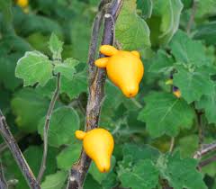 Image result for Solanum mammosum