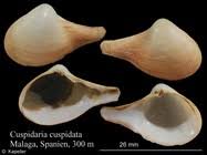 Image result for Vossia cuspidata