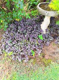 Image result for Tradescantia zebrina