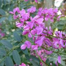 Image result for Indigofera simplicifolia