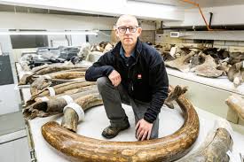 Tusk of female woolly mammoth ties extinct creatures to ancient Alaska  hunting camps | Alaska Beacon