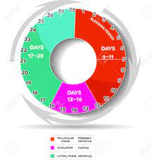 Menstrual Cycle Graphic Avarage Menstrual Cycle Days Follicular Royalty Free Cliparts Vectors And Stock Illustration Image 23074663