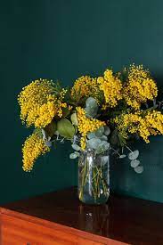 Vert Basque De Dulux Valentine Bouquet De Mimosa Decoration Salon Mademoiselle Claudine Green Plants Mimosa Flower Flower Arrangements