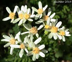 Image result for Senecio ruwenzoriensis