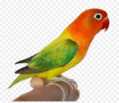 The peach faced lovebird has achieved so many different colorations through a variety of spontaneous genetic mutations. Fischer S Wellensittich Lutino Rosy Faced Lovebird Mutation Yellow Collared Lovebird Turteltauben Png Herunterladen 1181 1008 Kostenlos Transparent Papagei Png Herunterladen