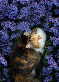 Finding Neverland Maureen2musings Its All About Cats In 2020 Cat Photography Cat Aesthetic Beautiful Cats